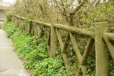 DSC_1298 (Large).JPG